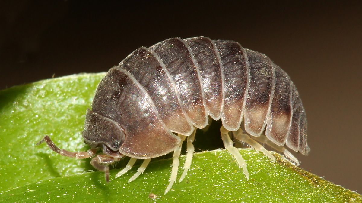 Armadillidium vulgare BY Tas 2017-11-08.jpg