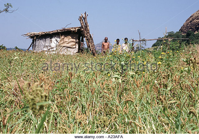 shifting-cultivation-a-small-patch-of-nachni-and-other-crops-with-a23afa.jpg