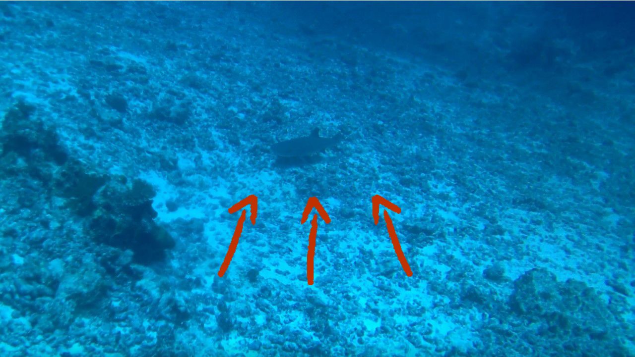  sand-shark-30-meters_scuba-diving-maldives_thumbnail_1.jpg