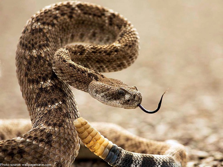 rattlesnake-3.jpg