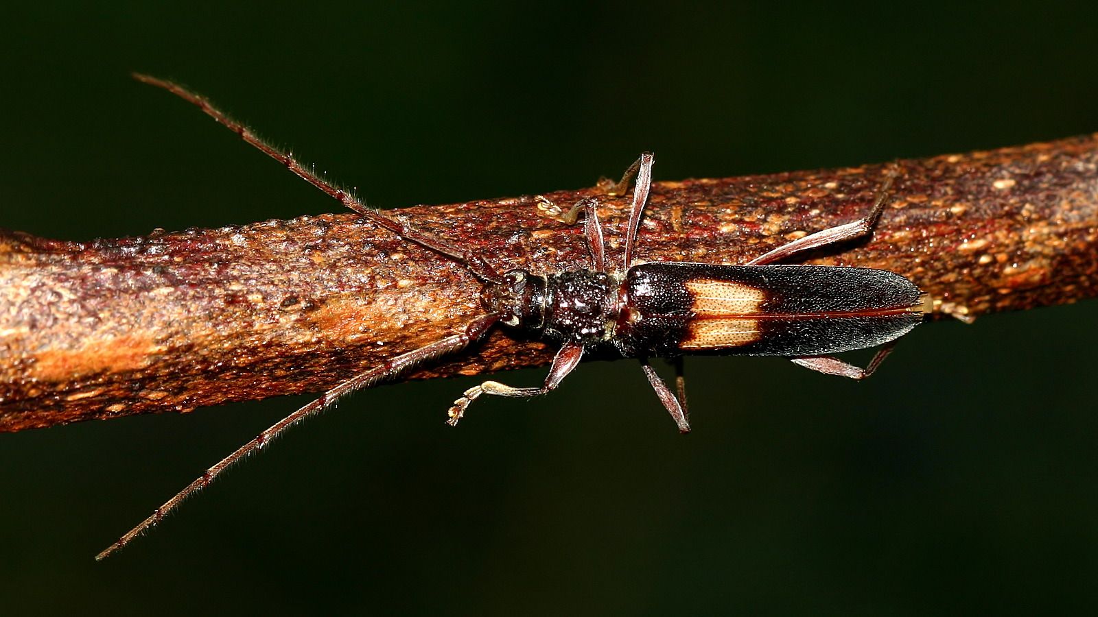 Cerambycidae Unknown-B n1.jpg