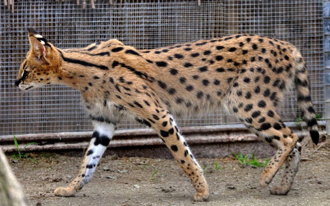 Serval + Domestic Cat = Savannah.jpg