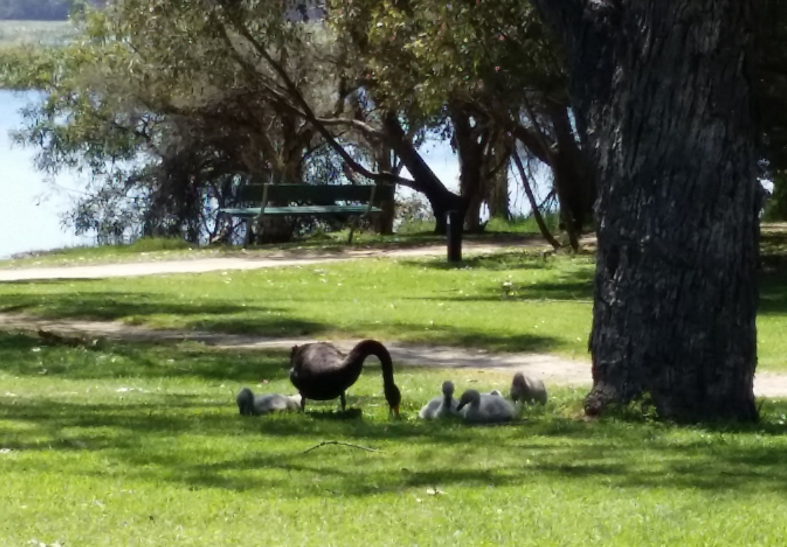 Swan with Swanlings.jpg