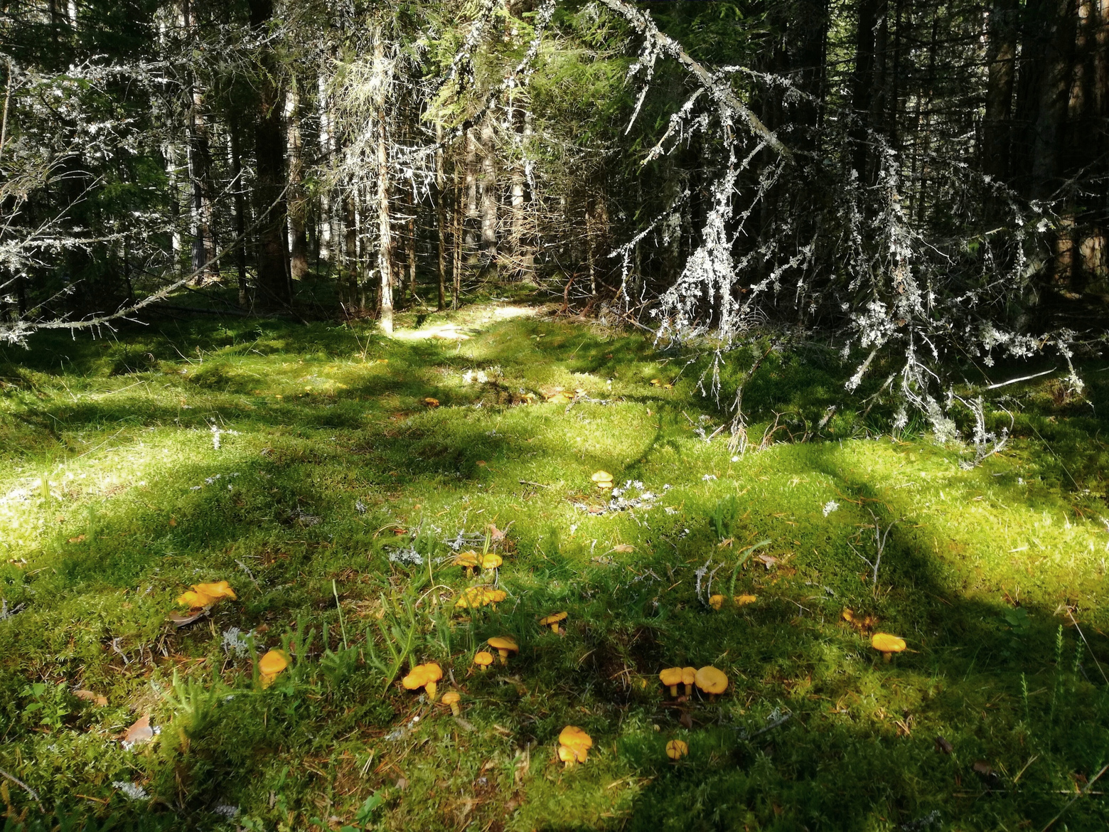 chantarelle carpet.jpg