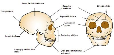 Neanderthal_cranial_anatomy.jpg