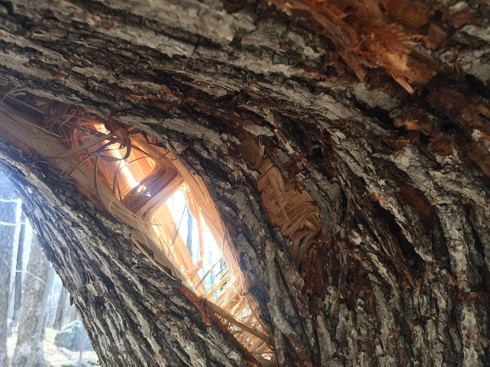TREE-12.JPG