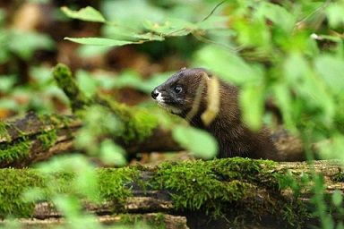 Un vison d'Europe, mustela lutreola, photographié en France par l'Office national de la chasse et la faune sauvage (ONCFS). Photo Julien Steinmetz..jpg