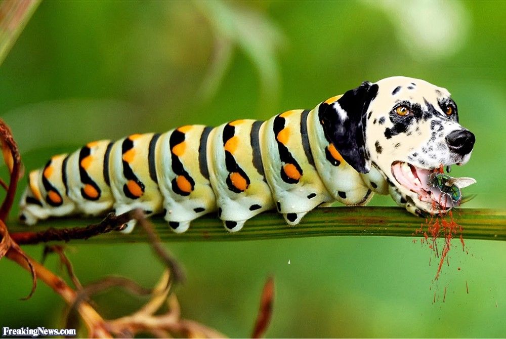 Dalmation-and-Caterpillar-Hybrid-Animal-128329.jpg