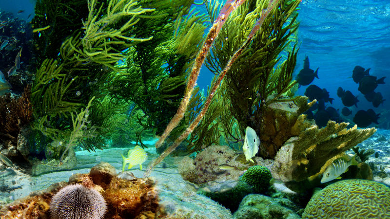 Scientists Observe Earth S Mysterious Hum On The Ocean Floor Steemit