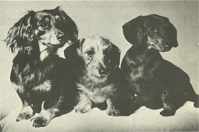 threedachshundsblackwhite.jpg