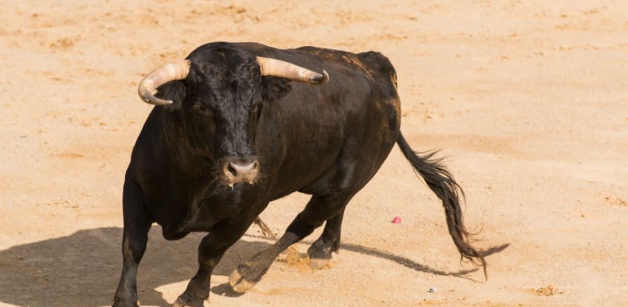 spanish-fighting-charging-bull-900x440.jpg