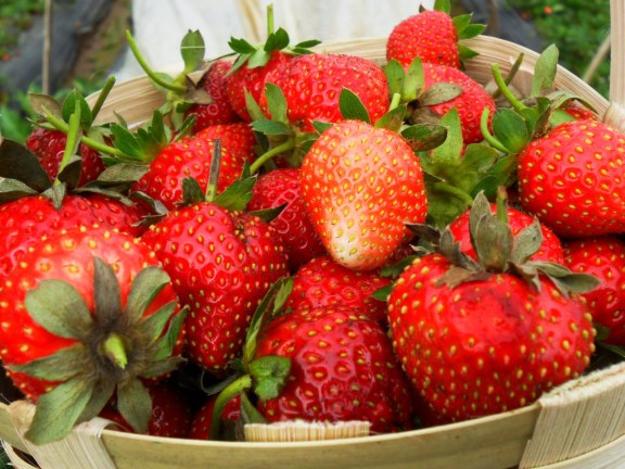 Strawberries in Baguio.jpg