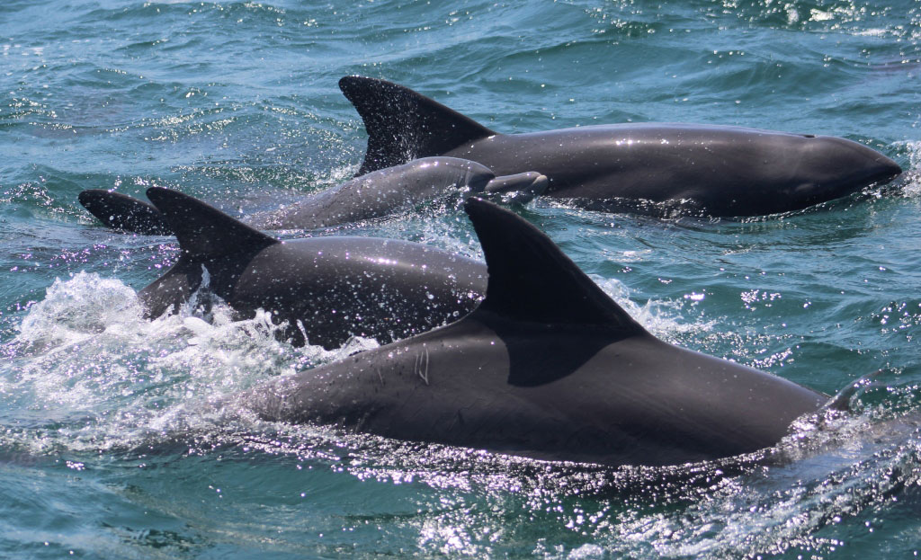 Watamu-Marine-Association-WMA-Kenya-dolphin-watching.jpg