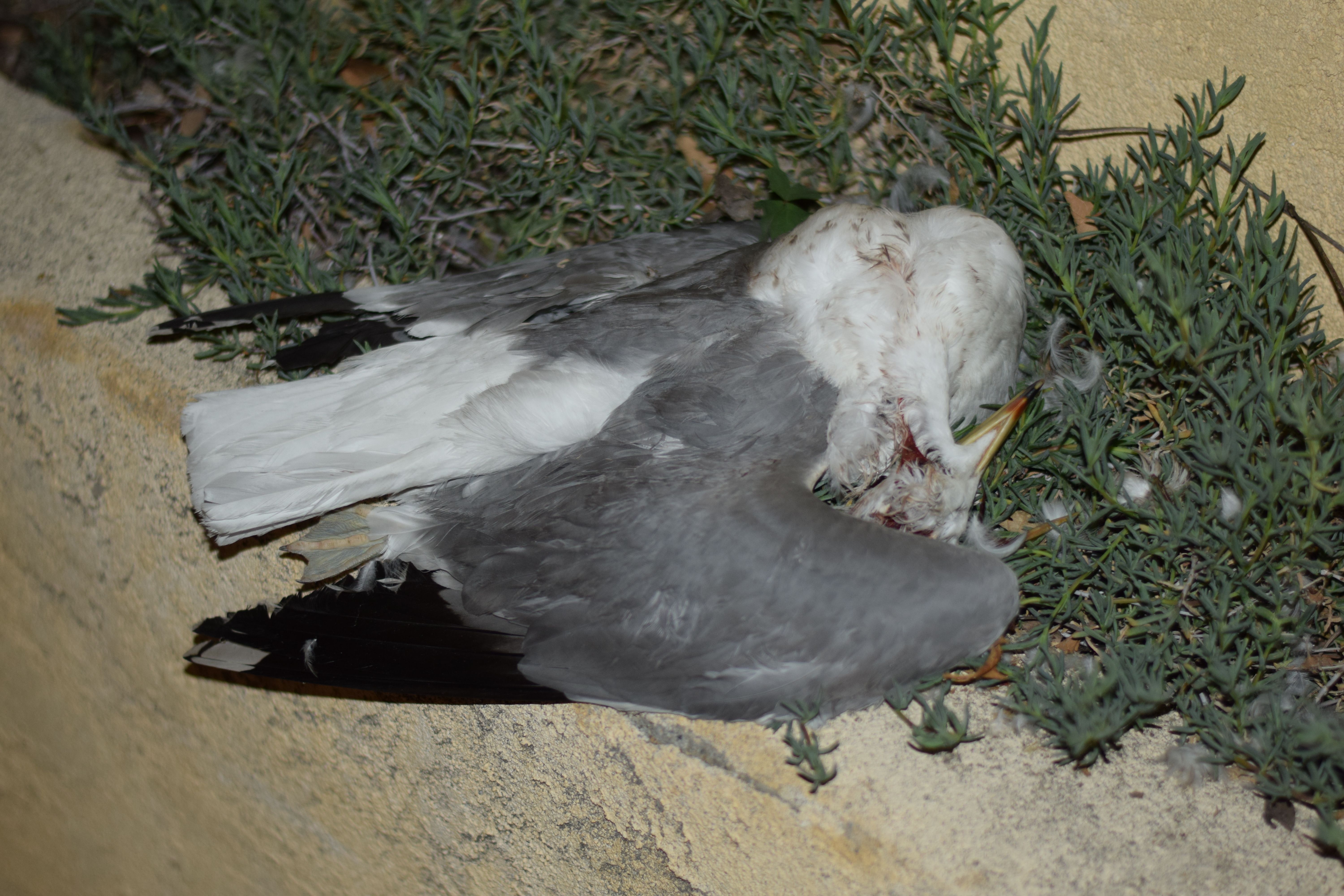 DSC_0441.JPG
