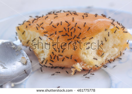 stock-photo-black-ants-eating-sugar-on-donut-461775778.jpg