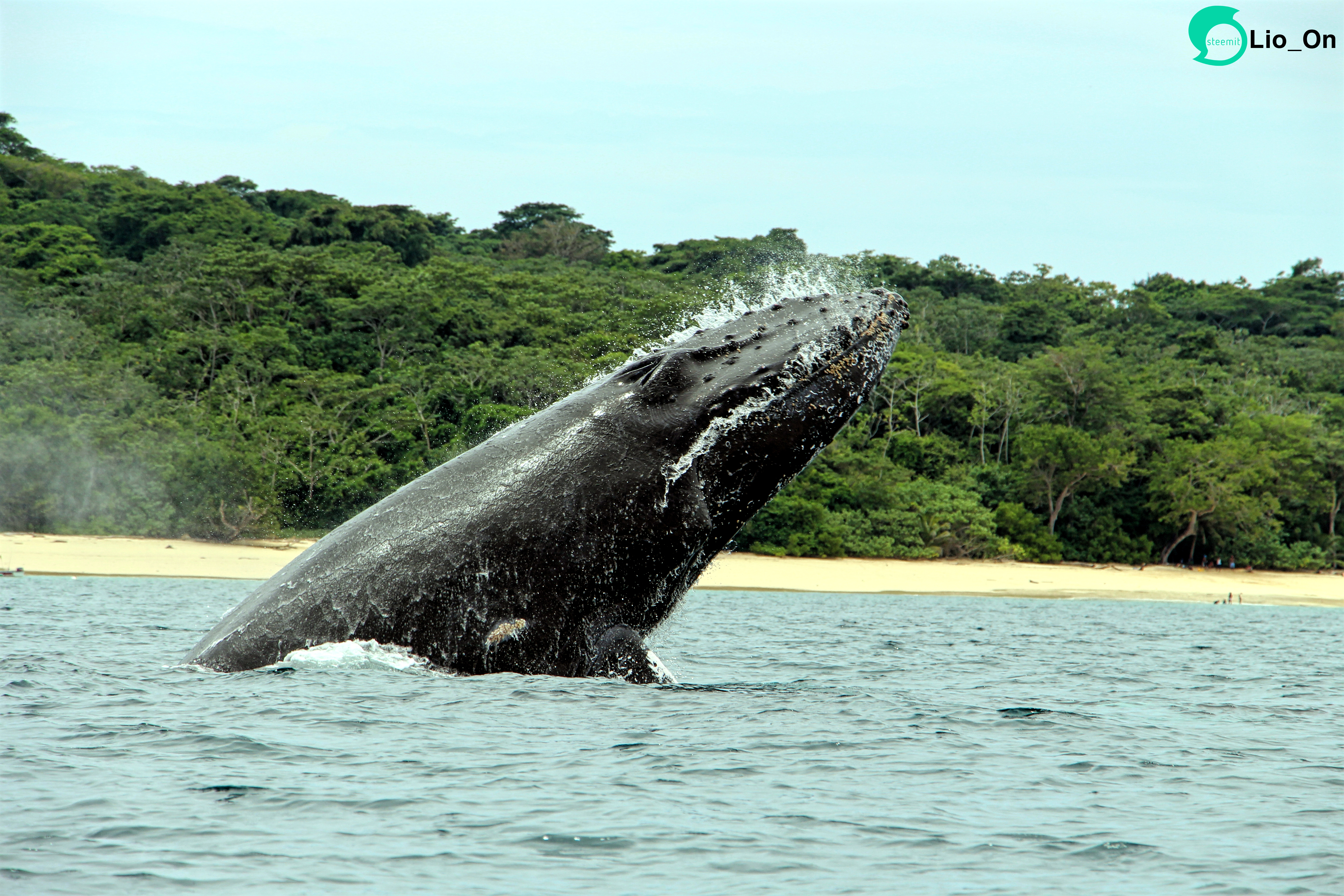 whale_beach_lioon_steemit.jpg