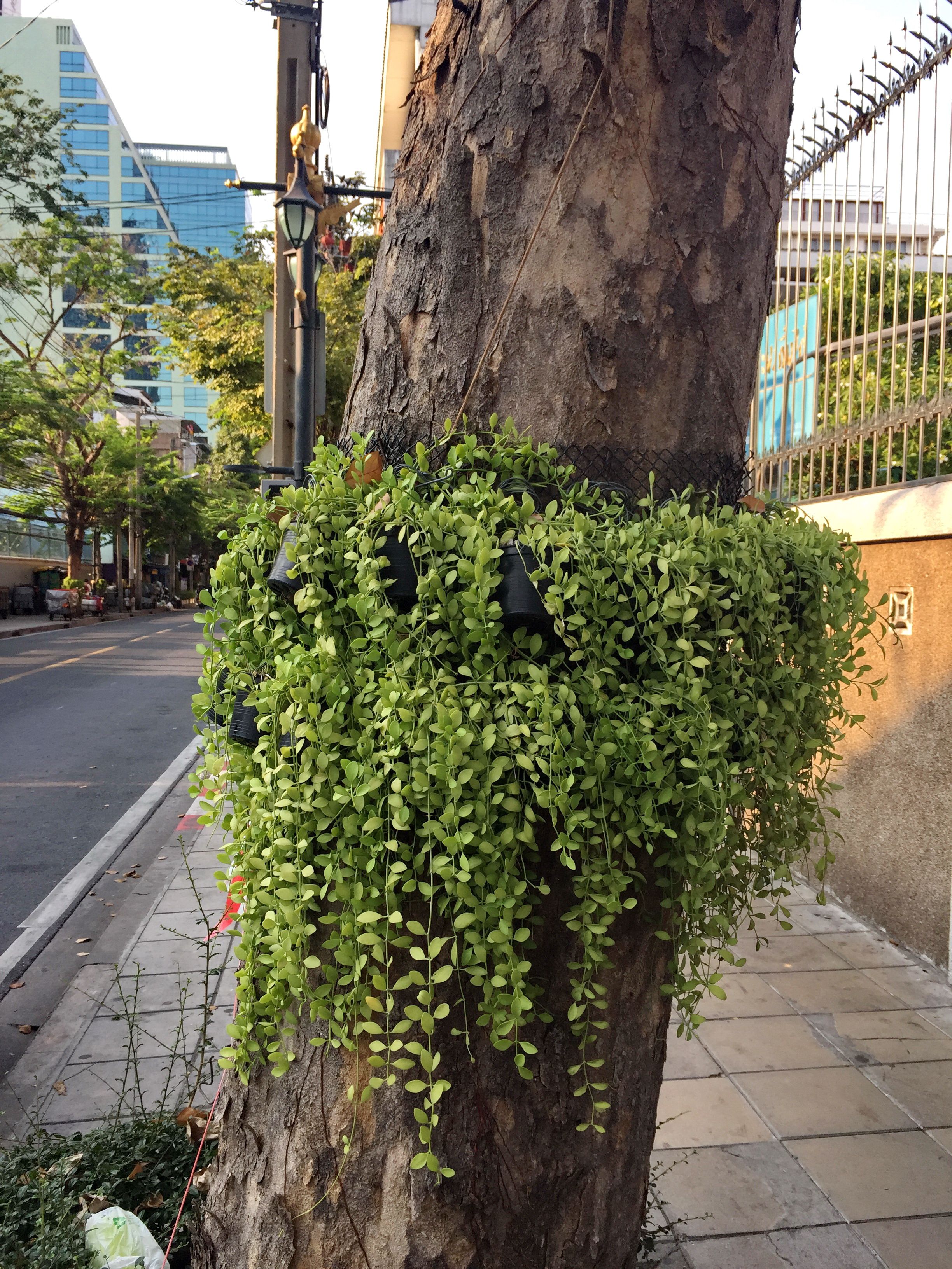 iPhone 6 Fed 2018 Flowers in Lumpini Park 248.JPG