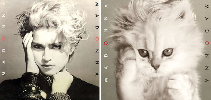 This-guy-created-very-cute-covers-of-the-music-world-replacing-singers-with-cats-5a2e804878ec6__700.jpg