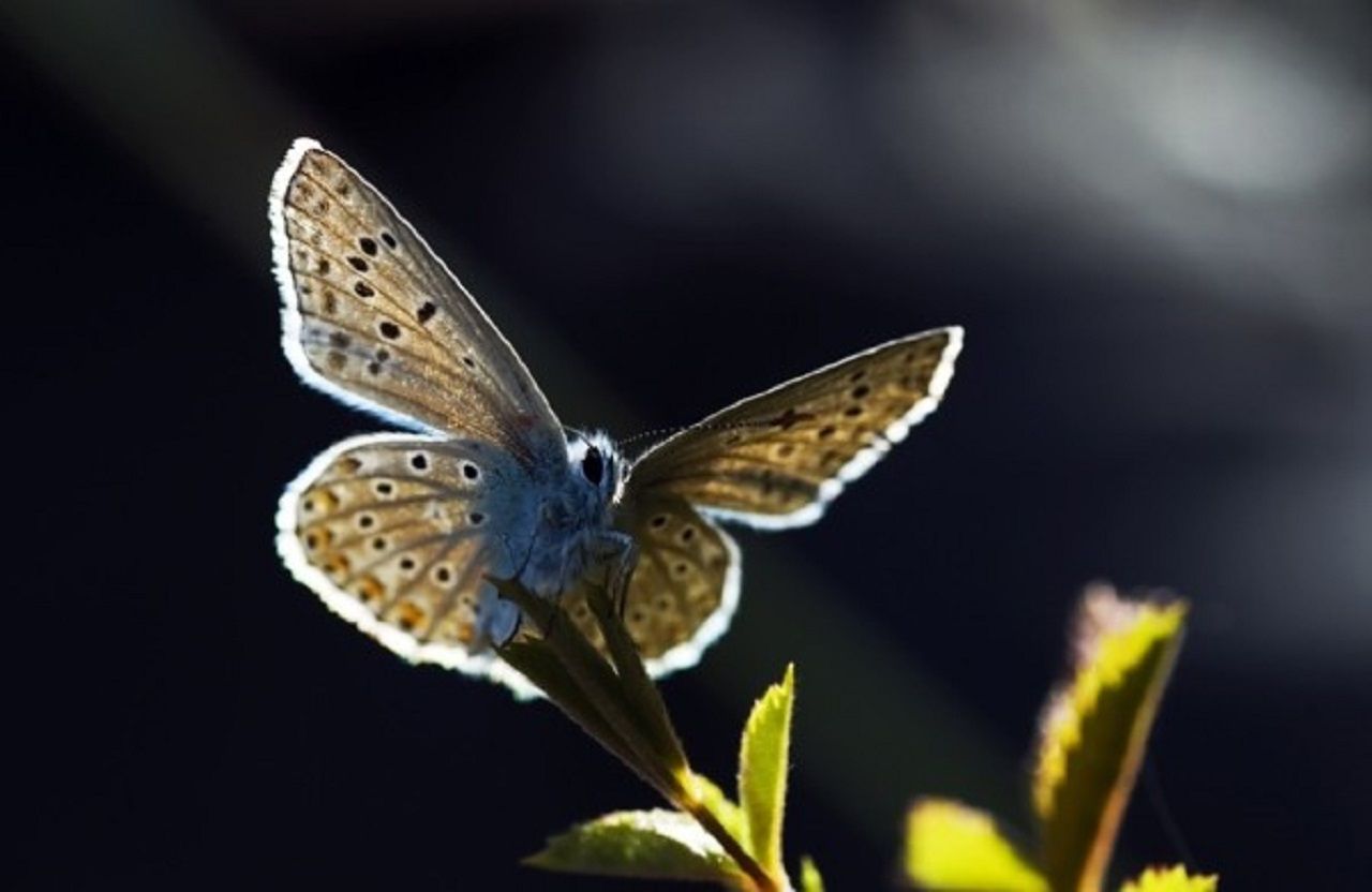 Butterfly5-600x390.jpg