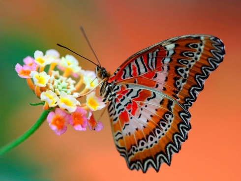 butterfly-wallpaper-of-butterflies-232898379.jpg
