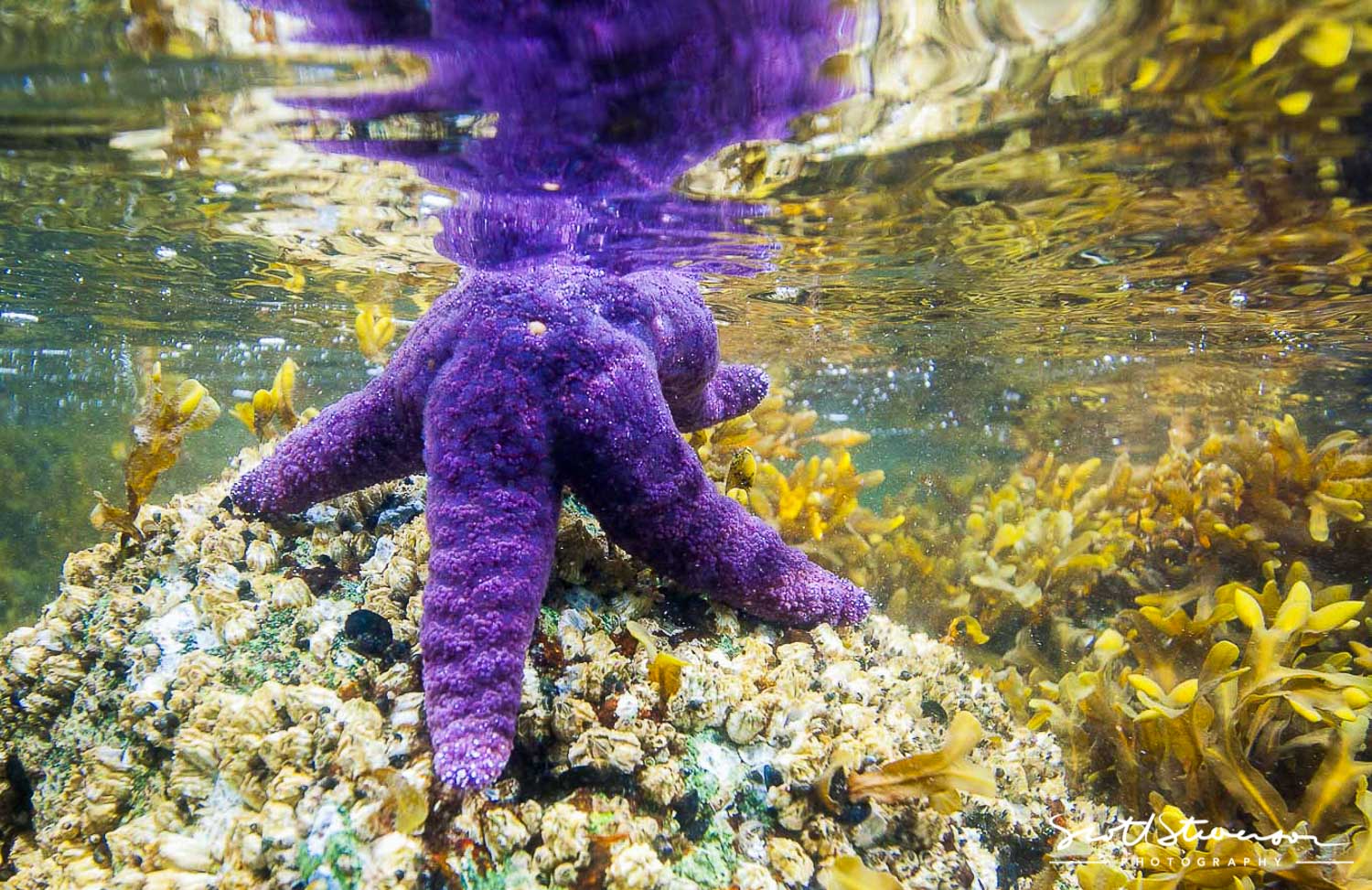 Purple Sea star-1.jpg