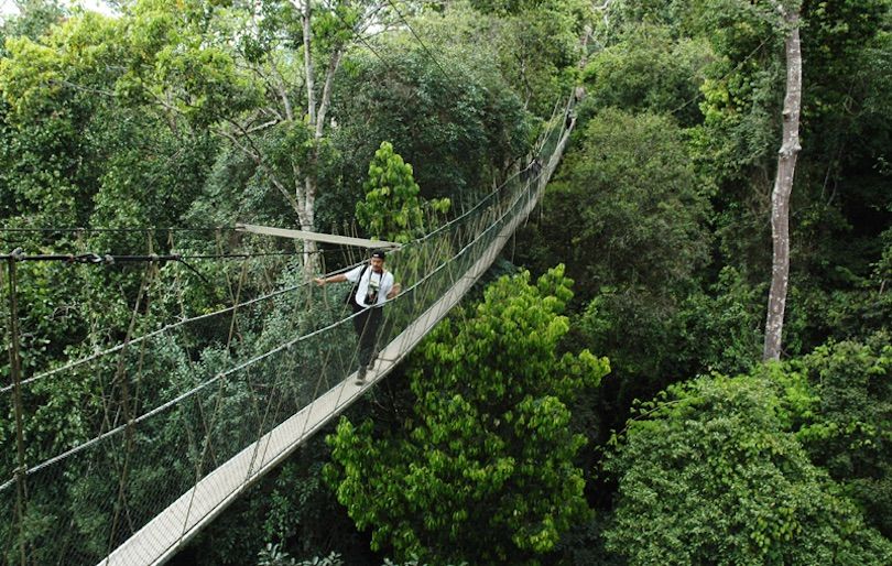 Taman Negara Canopy Walkway, Malaysia.jpg