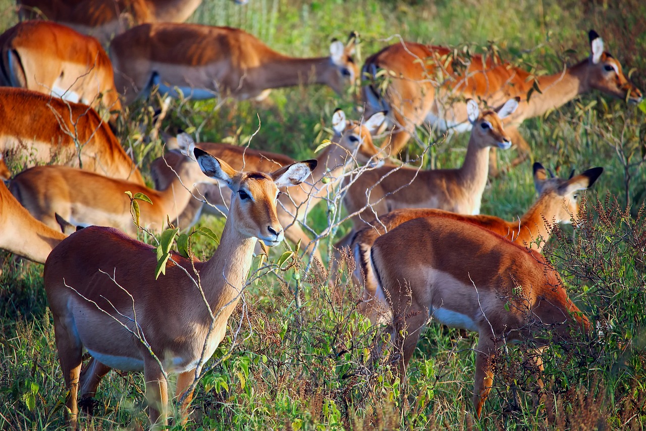 deer herd.jpg