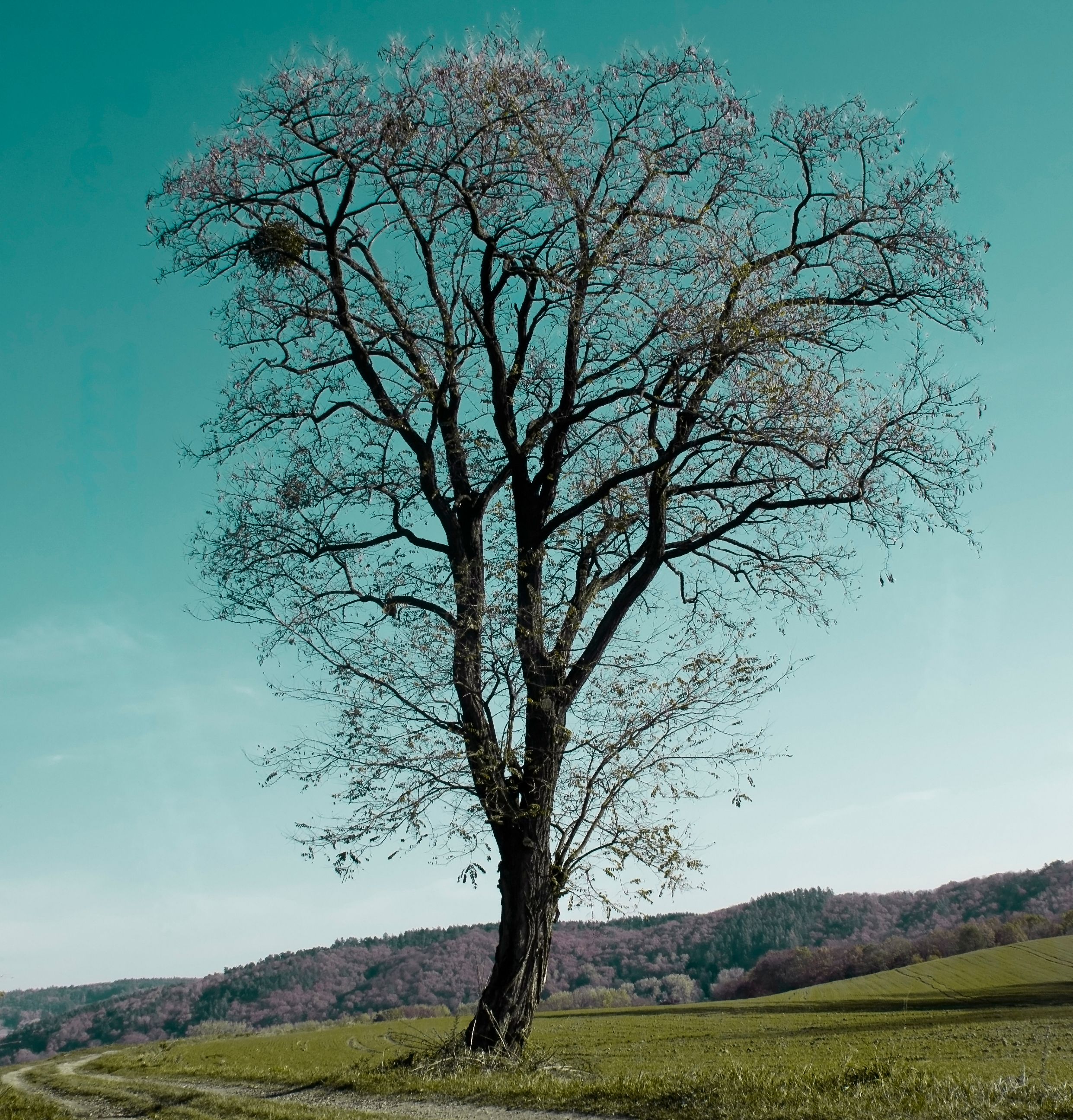 drzewo.jpg