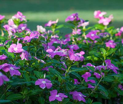 Annual-Vinca-Catharanthus-costa-farms-slideshow.jpg