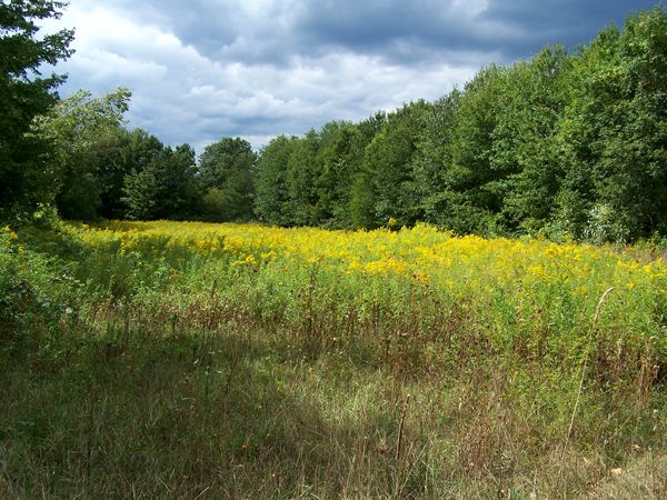 Carol's field - north field1 crop Sept.2010.jpg