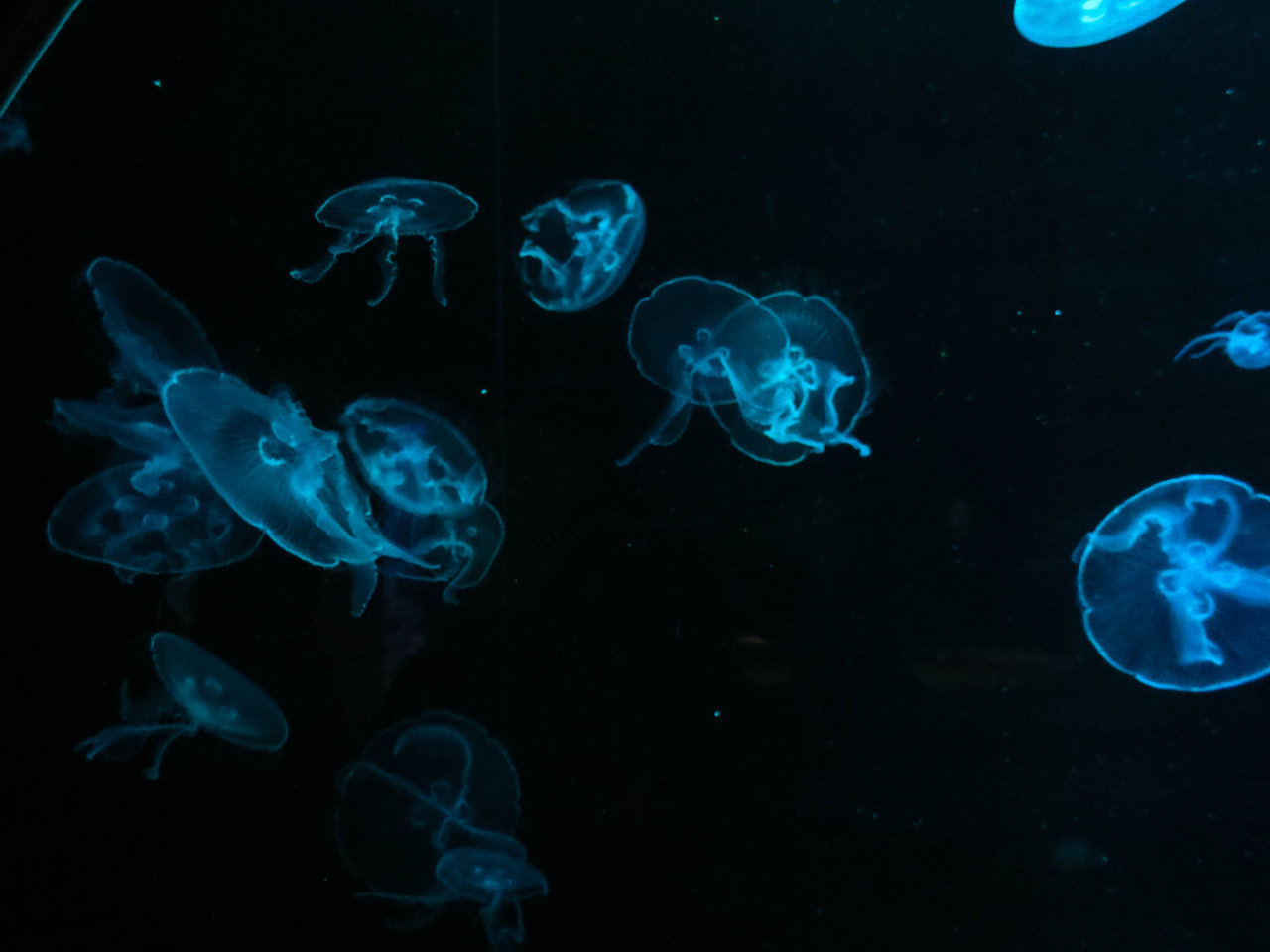 84.Jellyfish at National Museum of Marine Biology & Aquarium, Taiwan..jpg