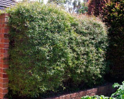 leptospermum-petersonii-ws2Main.jpg