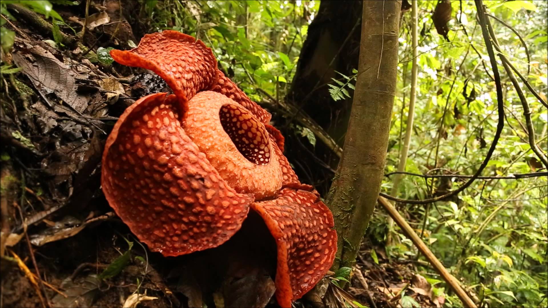 maxresdefault (1).jpg