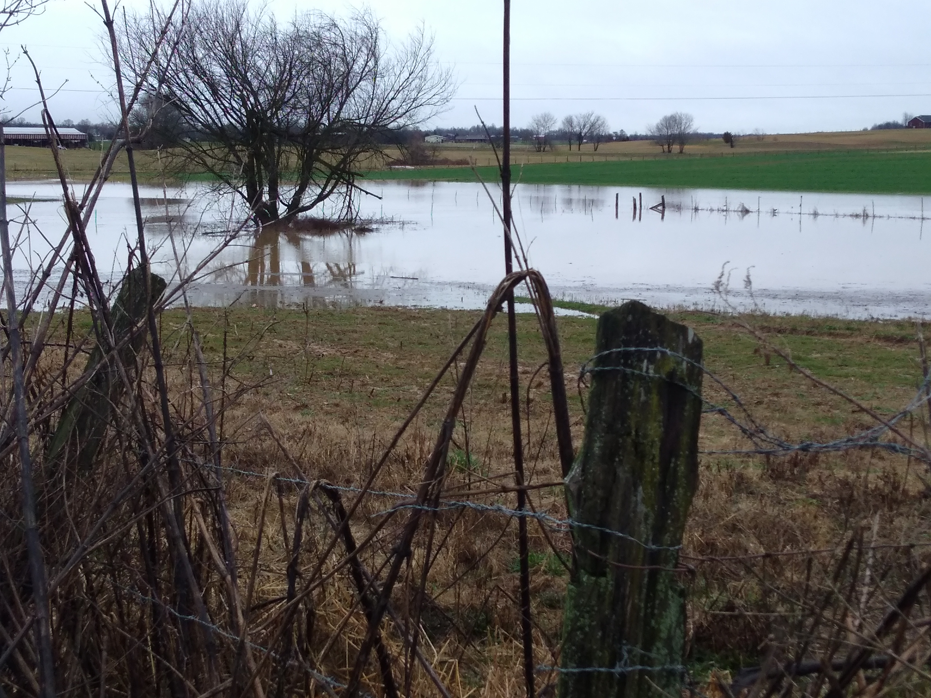 tobacco field flood.jpg