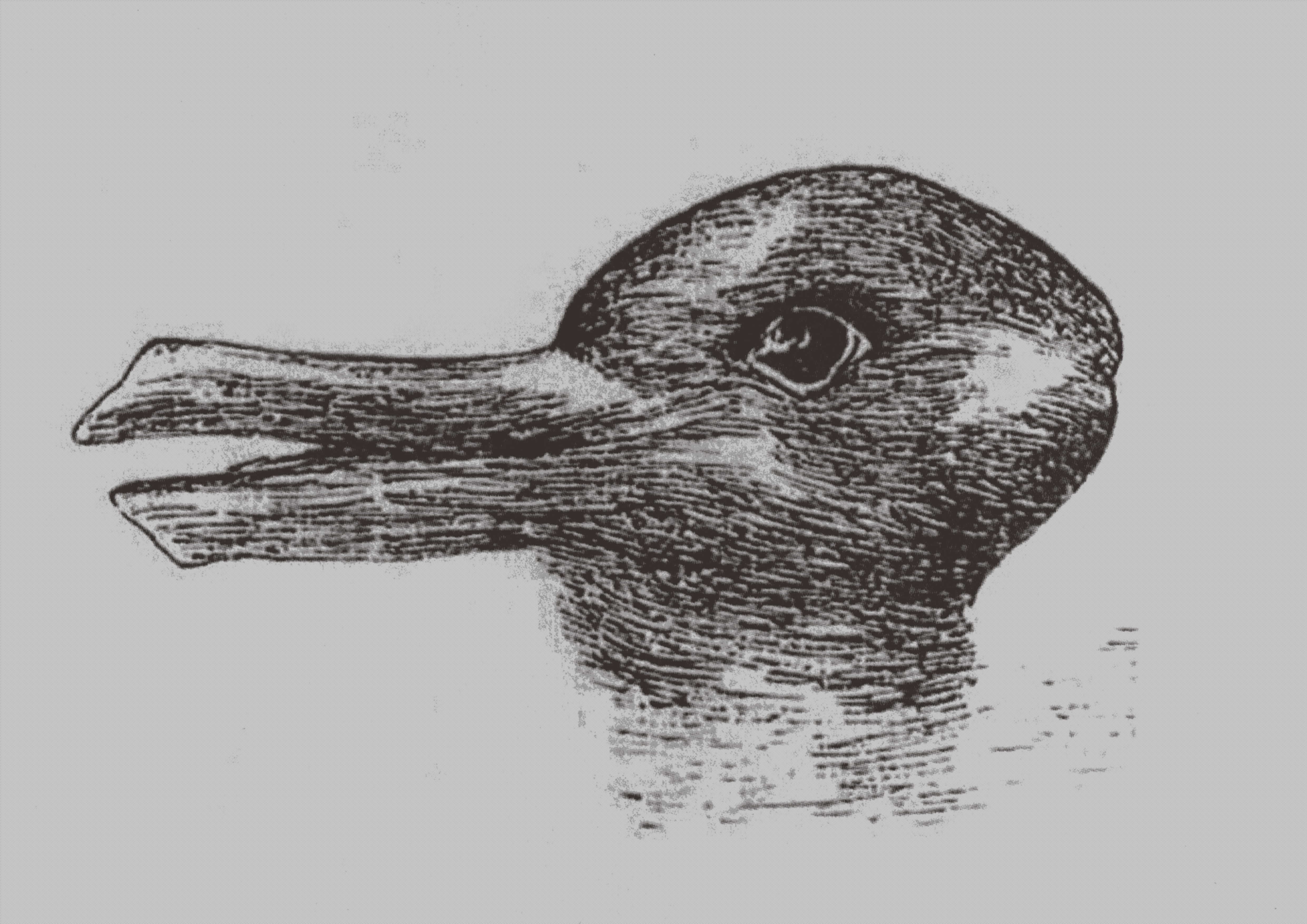 rabbit-duck-illusion.jpg