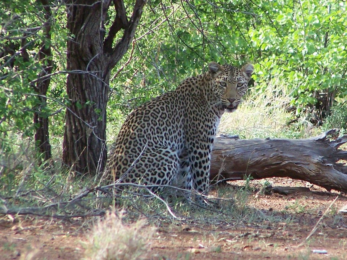 cheetah.jpg