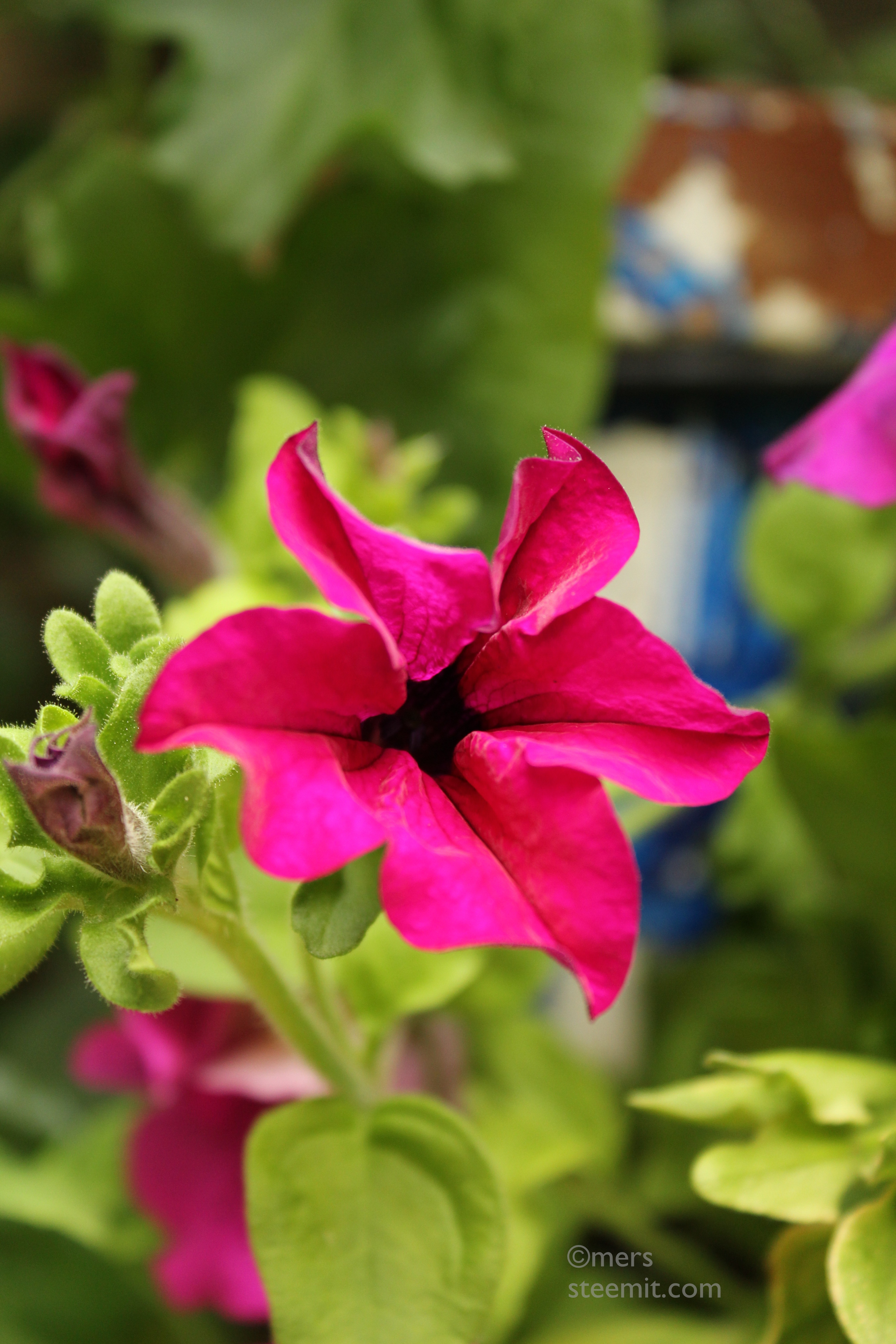 IMG_9061 CC.JPG