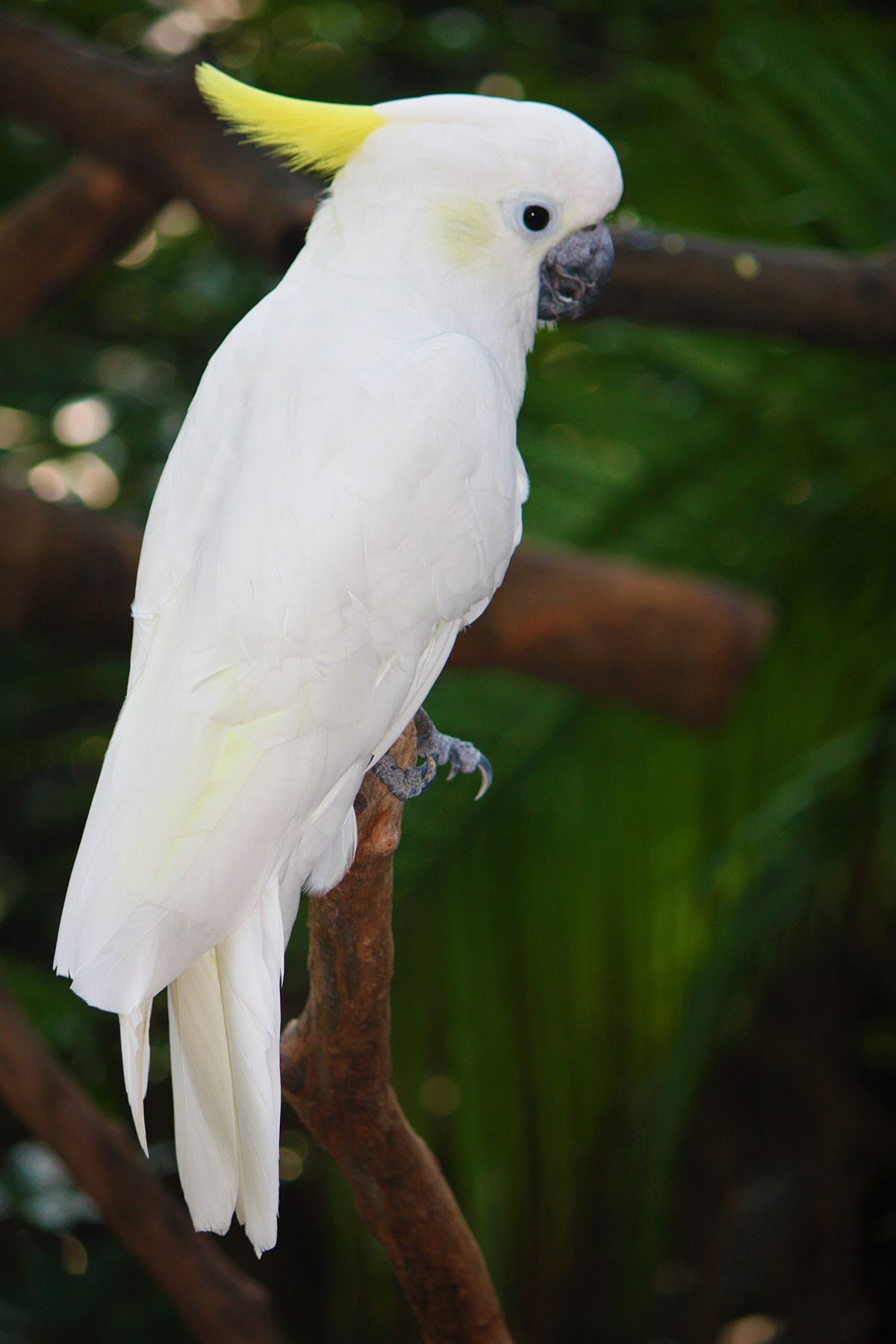 cockatoo bird water