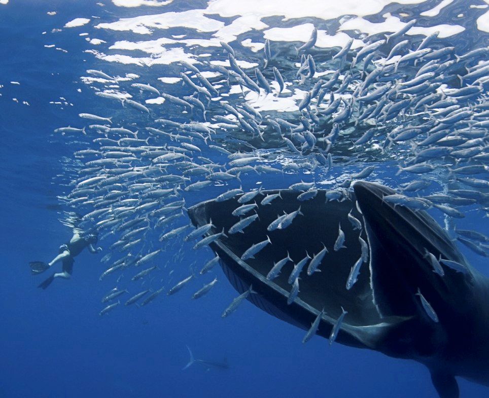 BALLENA @PABLOSKY.jpg