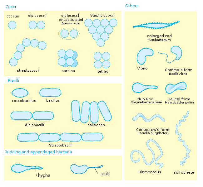 650px-Bacterial_morphology_diagram.svg.png