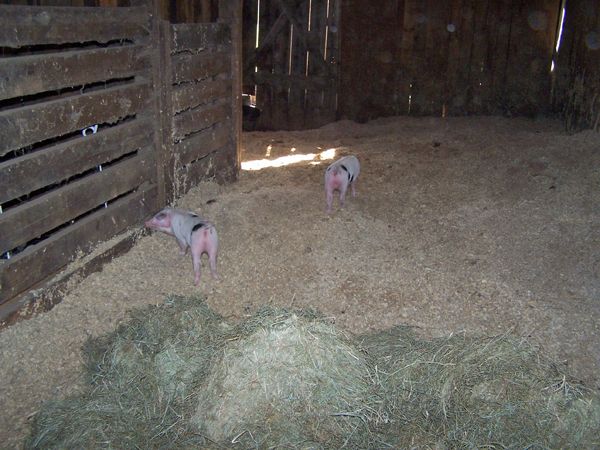 Piglets - exploring3 crop May 2016.jpg