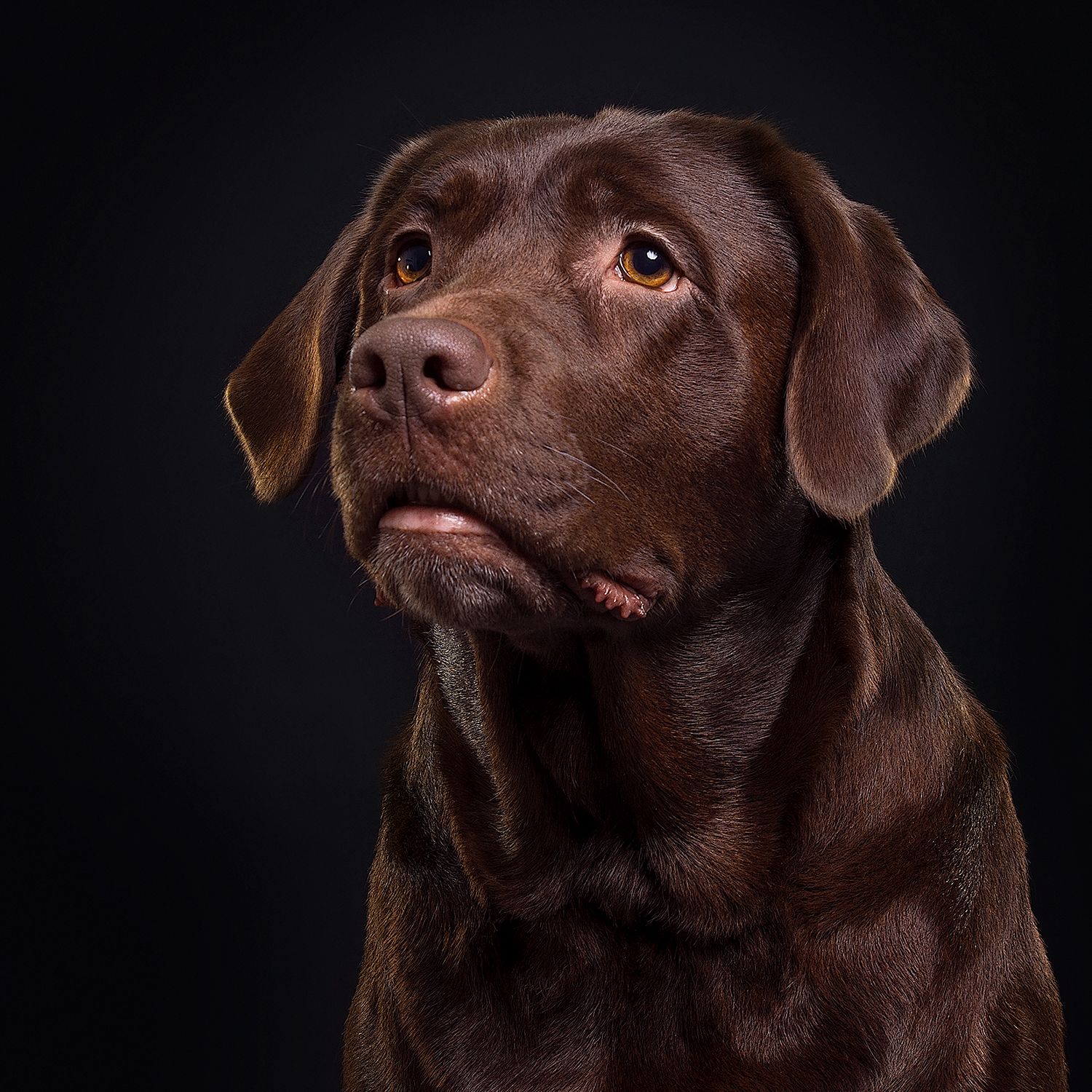 labrador-brown-headshot.jpg