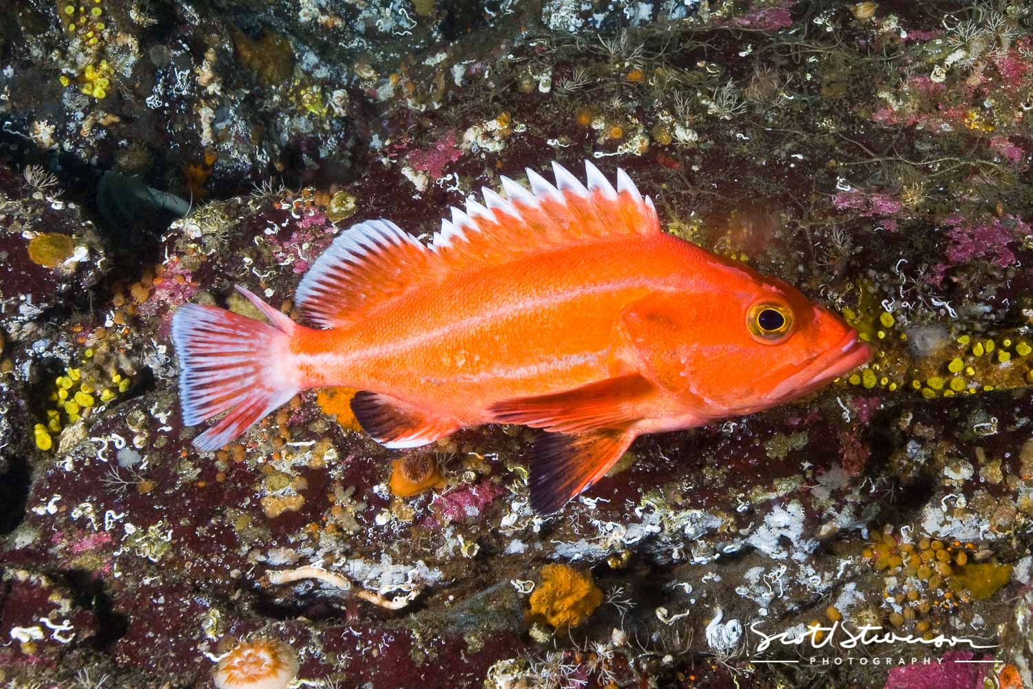 Yelloweye Rockfish-4.jpg
