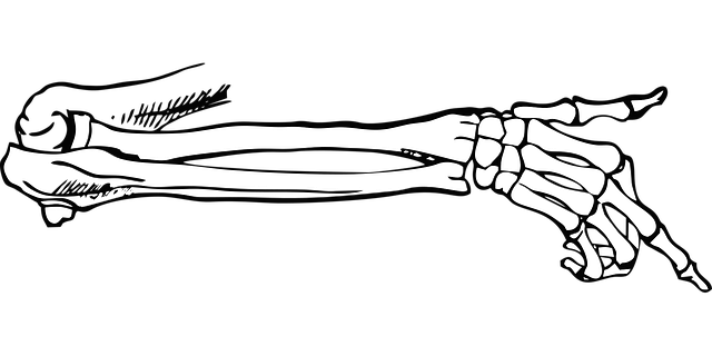 bones-2663669_640.png