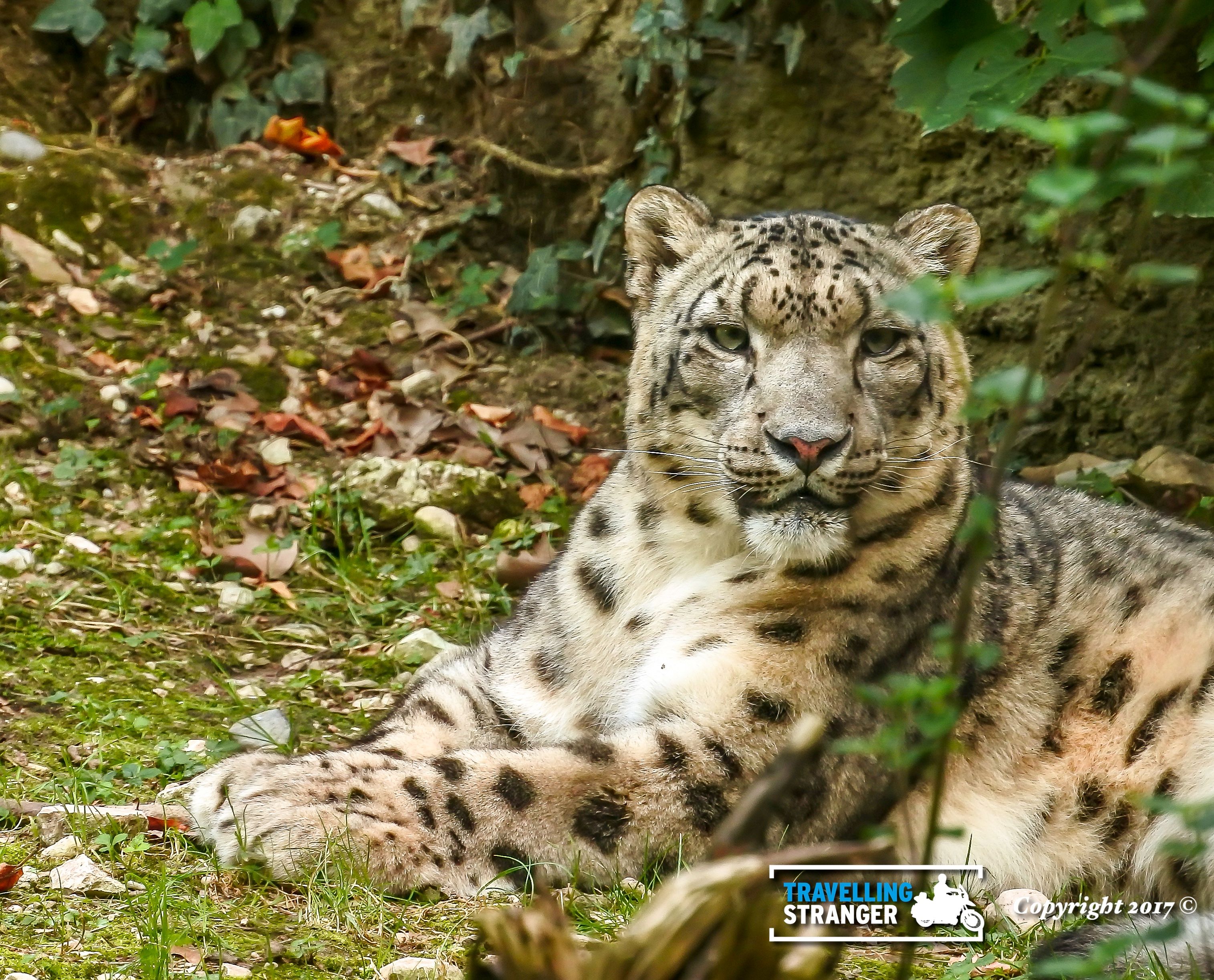 Snow Leopard.jpg