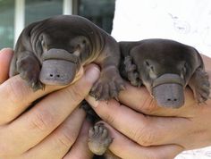 e2779a6afa2a1bc823f075a8fe05c82c--baby-platypus-perry-the-platypus.jpg