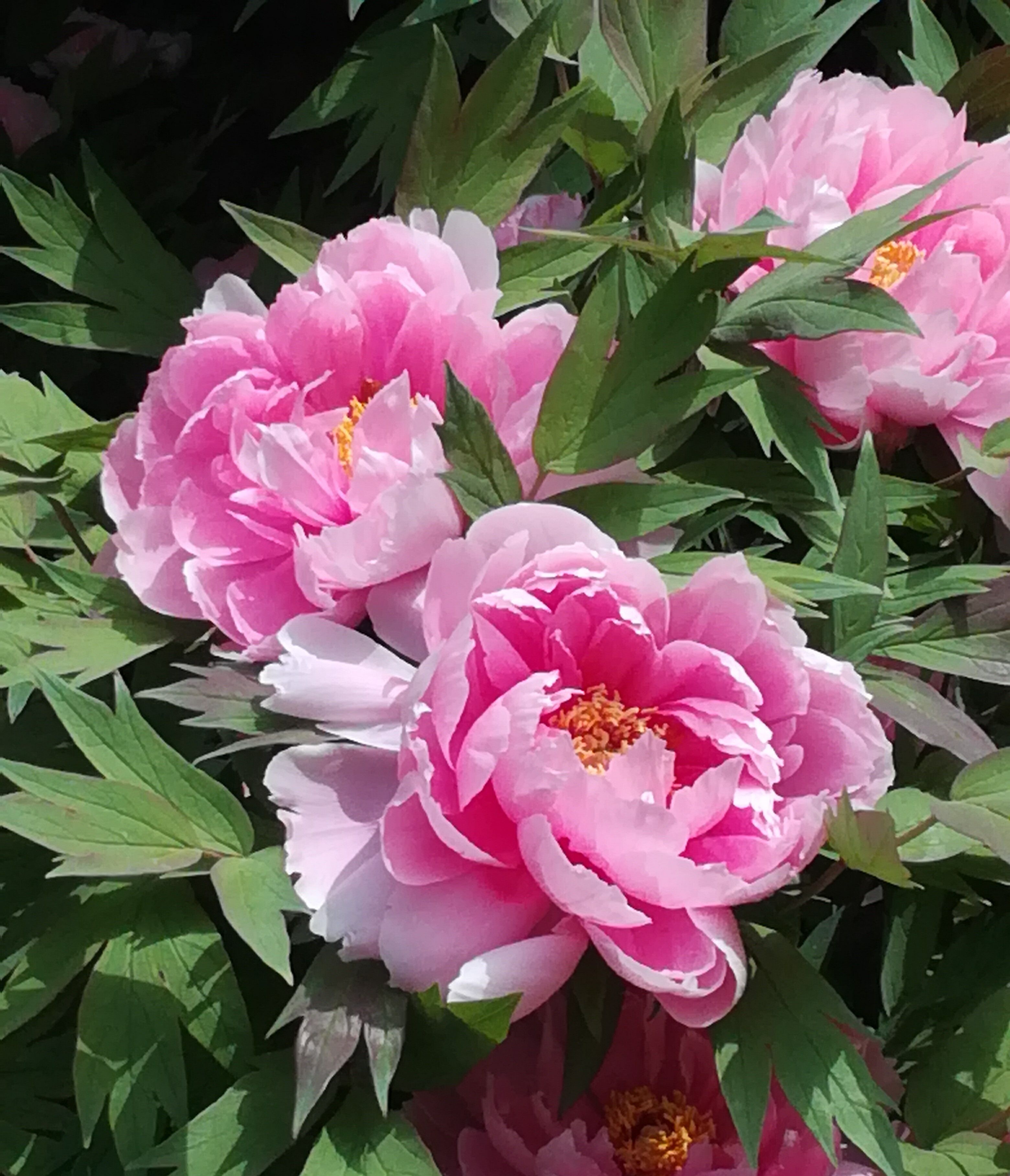 Different types of Moutan Peony I --- 牡丹之【八千代椿】【海黄