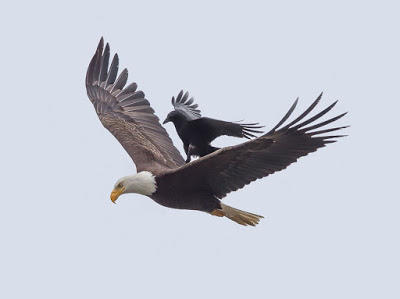 crow eagle9.jpg