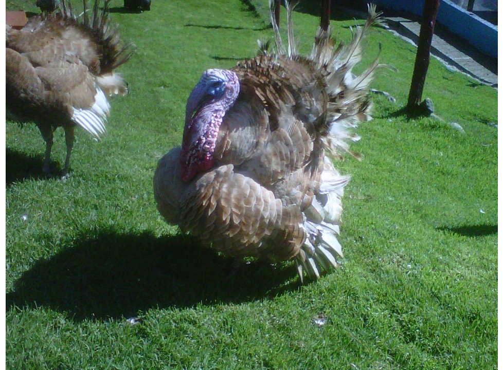 Pavo3.jpg