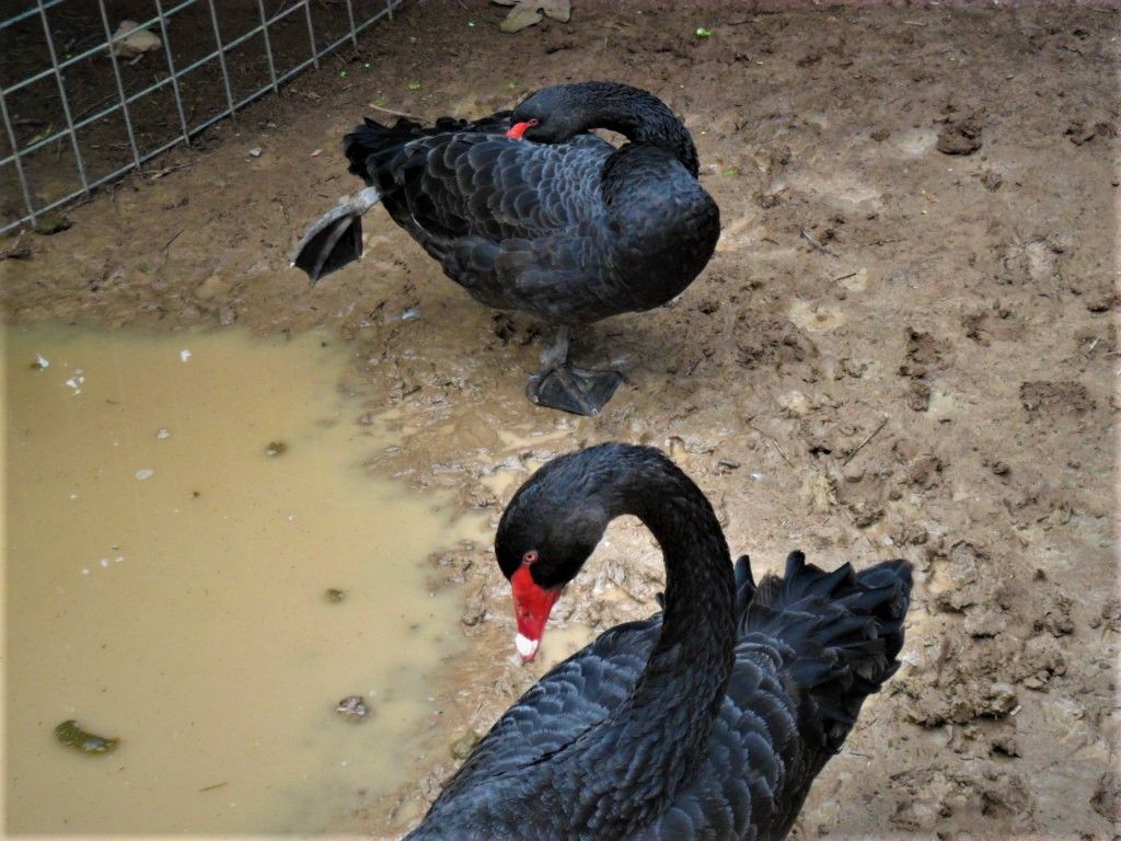 BlackSwan3.jpg